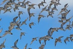 Wrybill | Ngutu pare. Ventral view of non-breeding birds in flight. Miranda, March 2009. Image © Nigel Voaden by Nigel Voaden.