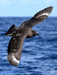 Subantarctic skua | Hākoakoa. Adult in flight. Tutukaka Pelagic out past Poor Knights Islands, July 2021. Image © Scott Brooks, www.thepetrelstation.nz by Scott Brooks.