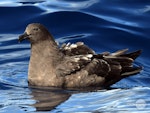 Subantarctic skua | Hākoakoa. Adult sitting on water. Tutukaka Pelagic out past Poor Knights Islands, July 2021. Image © Scott Brooks, www.thepetrelstation.nz by Scott Brooks.
