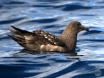Subantarctic skua | Hākoakoa. Adult sitting on water. Tutukaka Pelagic out past Poor Knights Islands, July 2021. Image © Scott Brooks (ourspot) by Scott Brooks.