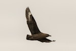 Subantarctic skua | Hākoakoa. Adult in flight. Rangatira Island, Chatham Islands, October 2020. Image © James Russell by James Russell.