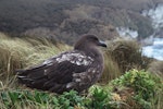 Subantarctic skua | Hākoakoa. Bird with pale wing feathering. Campbell Island, September 2004. Image © Department of Conservation (image ref: 10055959) by Helen Gummer, Department of Conservation.