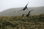 Subantarctic skua | Hākoakoa. Adult chasing white-chinned petrel. Antipodes Island, March 2009. Image © David Boyle by David Boyle.