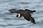 Pomarine skua. Adult flight dorsal. Tori-shima, April 2009. Image © Nigel Voaden by Nigel Voaden.