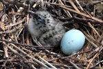 Red-billed Gull | Tarāpunga. Chick and egg in nest. Boulder Bank, Nelson, December 2011. Image © Rebecca Bowater by Rebecca Bowater FPSNZ.