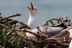 Red-billed Gull | Tarāpunga. Adult calling on nest. Otago Peninsula, November 2011. Image © Jenny Atkins by Jenny Atkins.