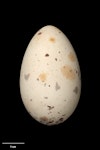 Black noddy. Egg 48.6 x 30.0 mm (NMNZ OR.007421, collected by Roy Bell). Meyer Island, Kermadec Islands, October 1907. Image © Te Papa by Jean-Claude Stahl.
