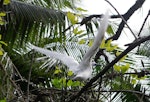 White tern. Adult with wings spread. Aitutaki, Cook Islands, July 2012. Image © Ian Armitage by Ian Armitage.