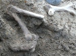 Stout-legged moa | Moa hakahaka. Leg in situ, partly excavated (tarsometatarsus 18cm long). East of White Rock, Wairarapa, October 2010. Image © Alan Tennyson by Alan Tennyson.