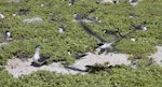 Grey-backed tern. Colony. Rawaki, Phoenix Islands, May 2008. Image © Mike Thorsen by Mike Thorsen.