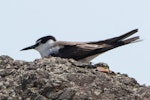 Bridled tern. Adult. First live New Zealand record. The Bluff, Ninety Mile Beach, February 2022. Image © Scott Brooks by Scott Brooks.