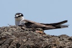 Bridled tern. Adult. First live New Zealand record. The Bluff, Ninety Mile Beach, February 2022. Image © Scott Brooks by Scott Brooks.