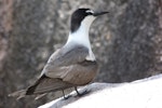 Bridled tern. Adult. Aride Island, Seychelles, April 2011. Image © Glenn McKinlay by Glenn McKinlay.