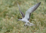 Bridled tern. Adult in flight. Penguin Island, Western Australia, December 2015. Image © Allan Rose 2017 birdlifephotography.org.au by Allan Rose.