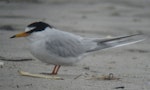 Little tern | Tara teo. Adult in breeding plumage. Pukehina Spit, Bay of Plenty, March 2019. Image © Tim Barnard by Tim Barnard.