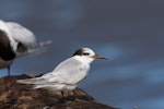 Little tern | Tara teo. Non-breeding adult. Foxton estuary, April 2017. Image © Imogen Warren by Imogen Warren.