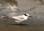 Little tern | Tara teo. Adult in non-breeding plumage. Manawatu River estuary, November 2013. Image © Alex Scott by Alex Scott.