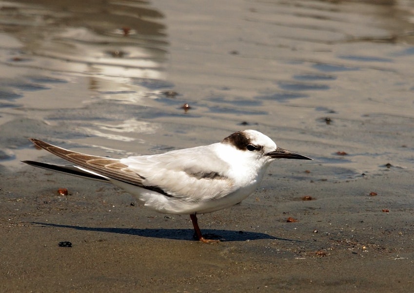 Little tern | Tara teo. Adult in non-breeding plumage. Manawatu River estuary, November 2013. Image © Alex Scott by Alex Scott.
