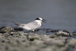 Little tern | Tara teo. Non-breeding adult panting. Clive rivermouth, Hawke's Bay, October 2016. Image © Adam Clarke by Adam Clarke.