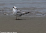 Little tern | Tara teo. Immature. Foxton Beach and bird sanctuary, November 2016. Image © imogenwarrenphotography.net by Imogen Warren.