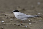 Little tern | Tara teo. First year. Big Sand Island, May 2022. Image © Oscar Thomas by Oscar Thomas.