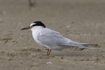 Little tern | Tara teo. First year. Big Sand Island, May 2022. Image © Oscar Thomas by Oscar Thomas.