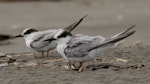 Little tern | Tara teo. Non-breeding adults. Waikanae River estuary, October 2017. Image © Roger Smith by Roger Smith.