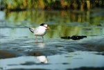 Little tern | Tara teo. Adult in breeding plumage. Manawatu River estuary, February 1999. Image © Alex Scott by Alex Scott.