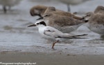 Little tern | Tara teo. Immature roosting with lesser knots. Foxton Beach and bird sanctuary, November 2016. Image © imogenwarrenphotography.net by Imogen Warren.
