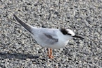 Little tern | Tara teo. Nonbreeding adult. Ahuriri estuary, Napier, November 2013. Image © Graham Randle by Graham Randle.