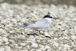 Little tern | Tara teo. Non-breeding. Kidds Beach, February 2012. Image © John Woods by John Woods.