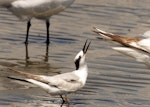 Little tern | Tara teo. Adult in non-breeding plumage. Manawatu River estuary, November 2013. Image © Alex Scott by Alex Scott.