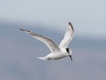 Little tern | Tara teo. Non-breeding adult in flight over water. Foxton Beach, March 2014. Image © Duncan Watson by Duncan Watson.