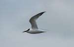 Little tern | Tara teo. In flight. Big Sand Island, December 2011. Image © Duncan Watson by Duncan Watson.