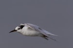 Little tern | Tara teo. Non-breeding adult in flight. Foxton estuary, April 2017. Image © Imogen Warren by Imogen Warren.