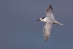 Little tern | Tara teo. Non-breeding adult in flight. Foxton estuary, April 2017. Image © Imogen Warren by Imogen Warren.