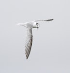 Little tern | Tara teo. Immature in flight. Manawatu River estuary, January 2014. Image © Phil Battley by Phil Battley.