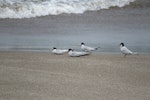 Little tern | Tara teo. Breeding plumage adults resting on the beach. Dubai, May 2015. Image © Koos Baars by Koos baars.