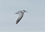 Little tern | Tara teo. Adult in worn non-breeding plumage (in flight). Manawatu River estuary, December 2020. Image © Alan Tennyson by Alan Tennyson.