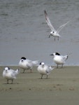 Little tern | Tara teo. Adult carrying seaweed coming in to land amongst white-fronted terns. Foxton estuary, January 2017. Image © Scott Brooks (ourspot) by Scott Brooks.