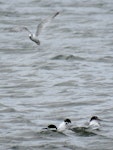 Little tern | Tara teo. Adult flying above white-fronted terns. Foxton estuary, January 2017. Image © Scott Brooks (ourspot) by Scott Brooks.