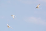 Little tern | Tara teo. Three birds, non-breeding plumage. Manukau Harbour, December 2015. Image © Oscar Thomas by Oscar Thomas.