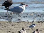 Little tern | Tara teo. Non-breeding bird (foreground) showing size comparison with a Caspian tern. Maketu estuary, January 2019. Image © Scott Brooks (ourspot) by Scott Brooks.