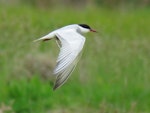 Whiskered tern. Adult in breeding plumage hawking over ponds. Puketutu Canal, Mangere, Auckland, October 2017. Image © Scott Brooks (ourspot) by Scott Brooks.