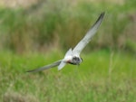 Whiskered tern. Adult in breeding plumage hawking over ponds. Puketutu Canal, Mangere, Auckland, October 2017. Image © Scott Brooks (ourspot) by Scott Brooks.
