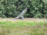 Whiskered tern. Adult in breeding plumage hawking over ponds. Puketutu Canal, Mangere, Auckland, October 2017. Image © Scott Brooks (ourspot) by Scott Brooks.