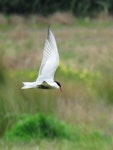 Whiskered tern. Adult in breeding plumage hawking over ponds. Puketutu Canal, Mangere, Auckland, October 2017. Image © Scott Brooks (ourspot) by Scott Brooks.