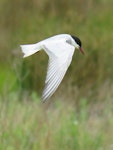 Whiskered tern. Adult in breeding plumage hawking over ponds. Puketutu Canal, Mangere, Auckland, October 2017. Image © Scott Brooks (ourspot) by Scott Brooks.