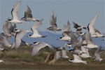 Black-fronted tern | Tarapirohe. Black-fronted and white-fronted tern mixed flock in flight. Ashley estuary, Canterbury, May 2014. Image © Steve Attwood by Steve Attwood.