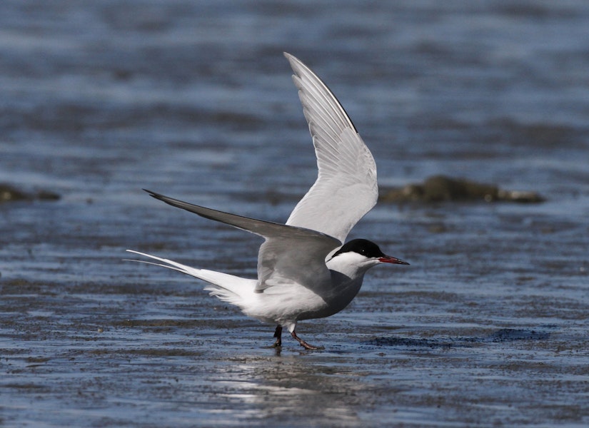 Arctic tern. Adult entering breeding plumage. Note thin border to trailing edge outer hindwing, even-toned primaries above. Manawatu River estuary, March 2010. Image © Phil Battley by Phil Battley.